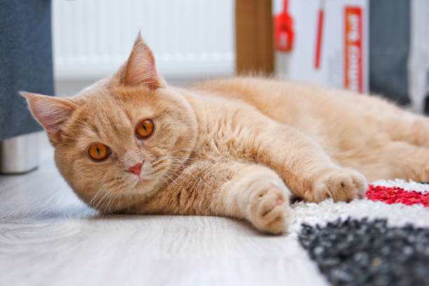 istock A cute tabby cat is relaxing and is very adorable. 1192454323