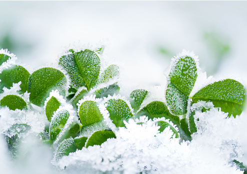 Frozen leaf clovers macro photo