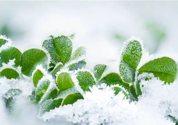 Photo of Frozen grass closeup