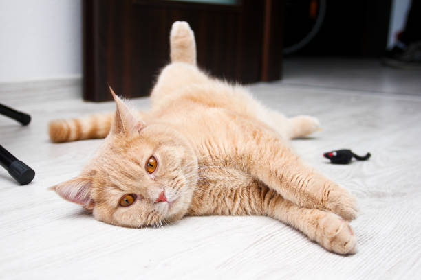 istock A cute tabby cat is relaxing and is very adorable. 1192455310