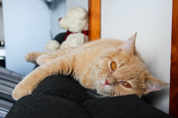 istock A cute red haired tabby tomcat is lying on the sofa and looking happy and satisfied. 1192456406