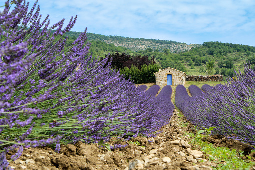 A picture from the beautiful fields of Provance during the summer and full of lavender in bloom.