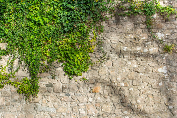 istock Old stone wall covered in green leaf plants 1192456751