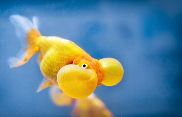 ein blasenauge fisch goldfisch aus nächster nähe - fischaugen stock-fotos und bilder