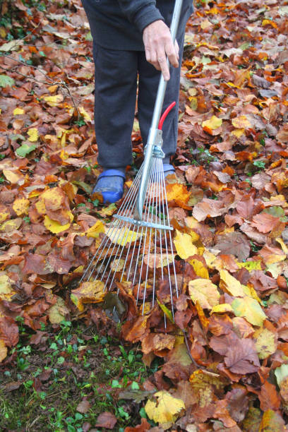 istock Sweeping dry yellow fallen Hazelnut leaves with a broom 1192458792