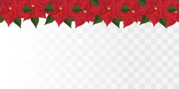 Vector illustration of Poinsettia isolated on transparent background.Red Christmas Star. Vector icon. Poinsettia flower with green leaf. Christmas symbols. Beautiful Christmas border. 3D realistic poinsettia with copy space for your text.Vector illustration