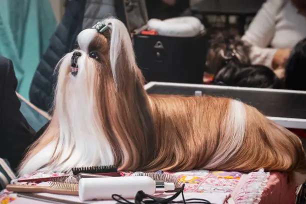 dog hairdresser Lhasa Apso grooming combing brushing fur dog show .