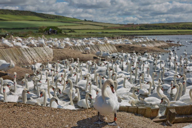 rebaño de cisnes durante el tiempo de alimentación en abbotsbury swannery en dorset, reino unido - cisne blanco comun fotografías e imágenes de stock