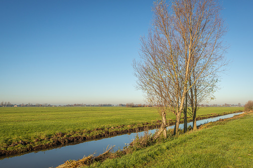 Flat polder landscape in the Netherlands. A bare tree is on the banks of the ditch. It's autumn now. The photo was taken on a sunny day in the Alblasserwaard, a region in the province of South Holland