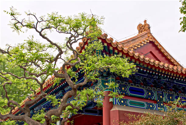 in front of the building is a curved tree in oriental style. Traditional Chinese natural background