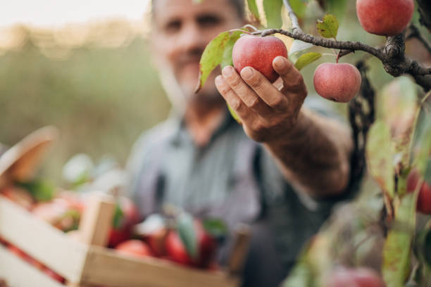 istock One senior himself was picking apples in an orchard 1192460169