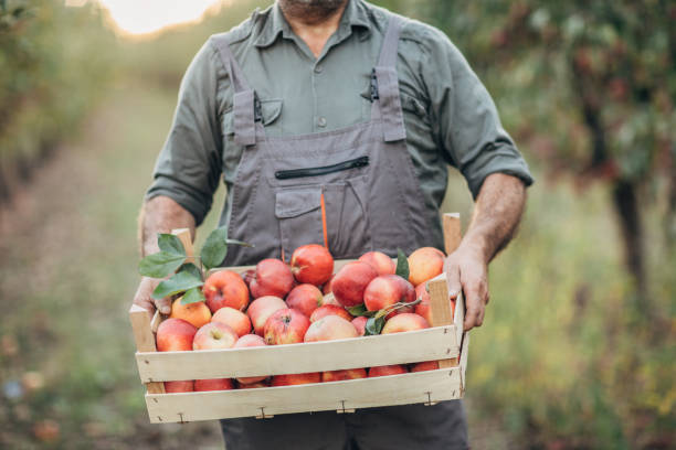 istock One senior himself was picking apples in an orchard 1192460204