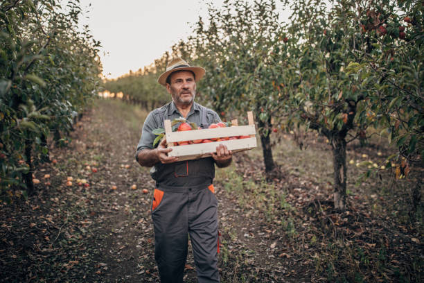 istock One senior himself was picking apples in an orchard 1192460729