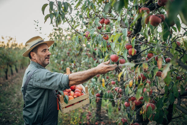 istock One senior himself was picking apples in an orchard 1192460769