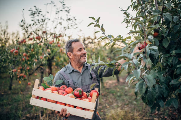istock One senior himself was picking apples in an orchard 1192460790
