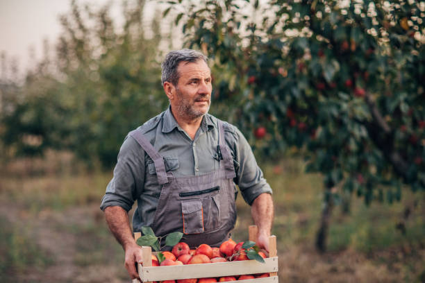 istock One senior himself was picking apples in an orchard 1192460800