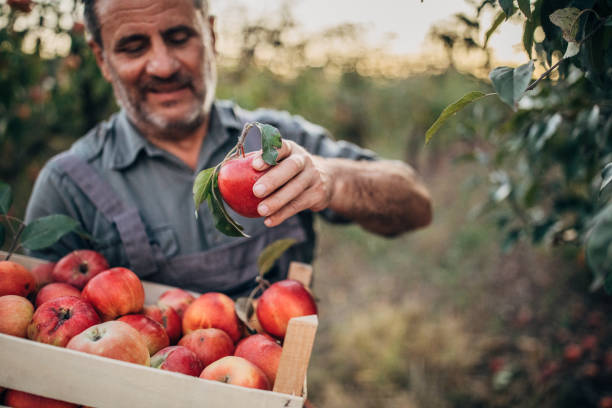 istock One senior himself was picking apples in an orchard 1192460823