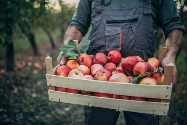 istock One senior himself was picking apples in an orchard 1192460857