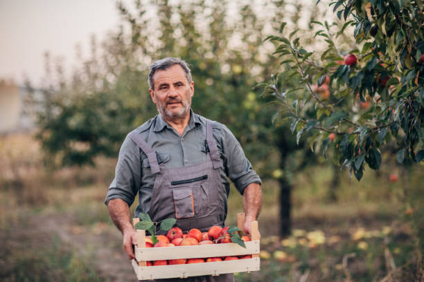 istock One senior himself was picking apples in an orchard 1192460902
