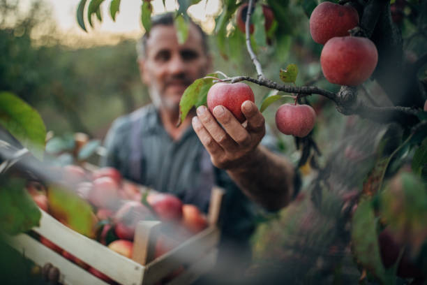 istock One senior himself was picking apples in an orchard 1192460927