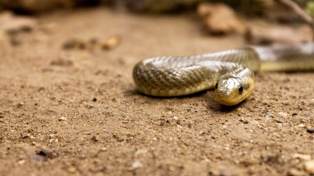 istock Natrix Maura snake 1192462094