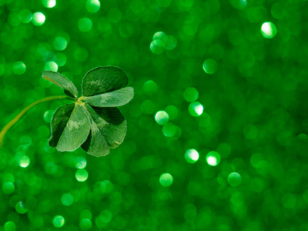 istock Fresh green lucky four leaf clover 1192462122