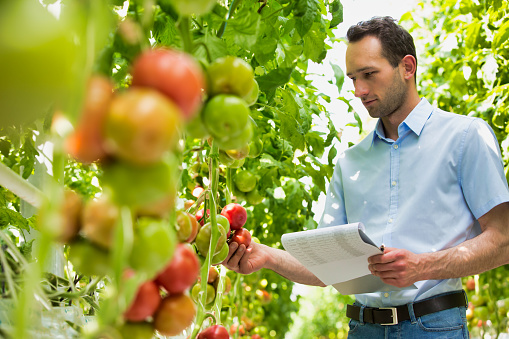 Supervisor examinando y haciendo informes sobre el cultivo de tomates en invernadero photo