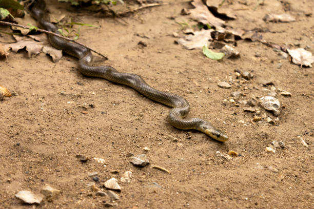 istock Natrix Maura snake 1192462389