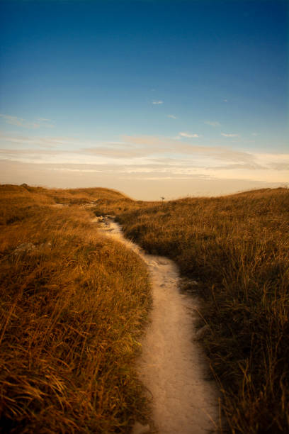 istock Pathway with a field of silvergrass 1192462910