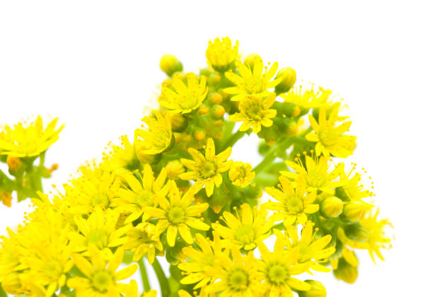 istock Flora of Gran Canaria -  Aeonium undulatum 1192464371