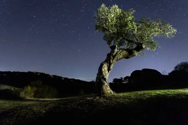 Photo of holm oak at night with stars, in the natural park of Cornalvo, Extremadura, Spain