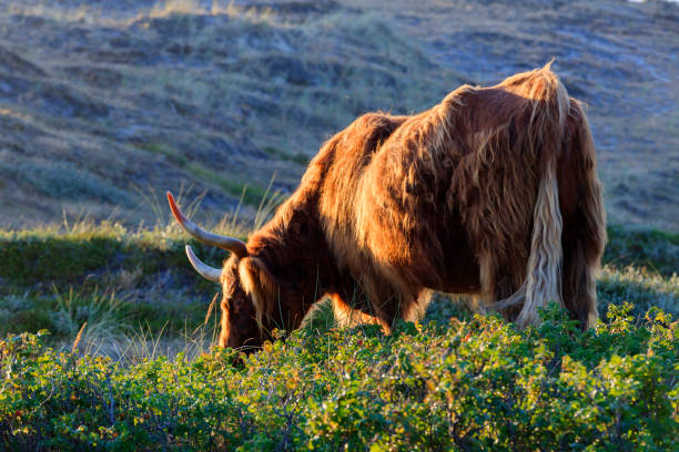 The picture is taken at Kalvebod Fælled - Kalvebod Commons, which is a nature area and public park close to the center of Copenhagen, where the meat cattle are utilized to prevent the forest to spread and to create a habitat for open land birds like larks and lapwings