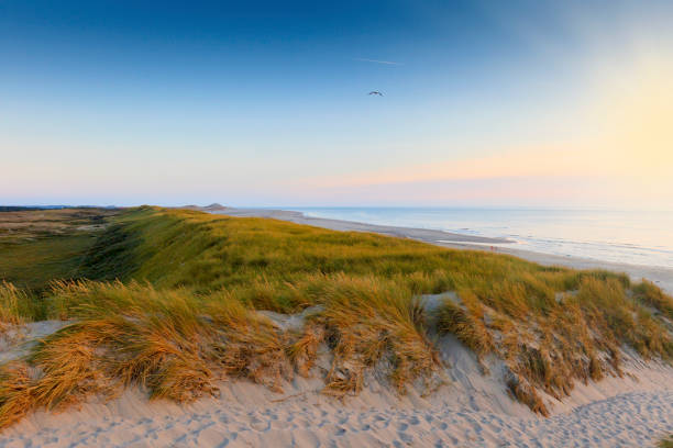 View to Timber Piles and Dunes at Domburg Beach / Netherlands