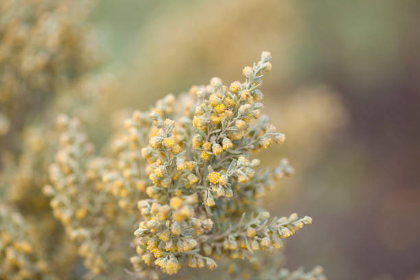 flora de gran canaria - artemisia thuscula - dry vermouth - fotografias e filmes do acervo