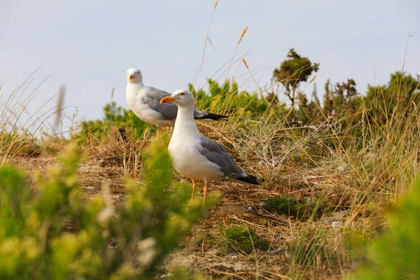 herring gulls on a roof at the Baltic sea in Poland