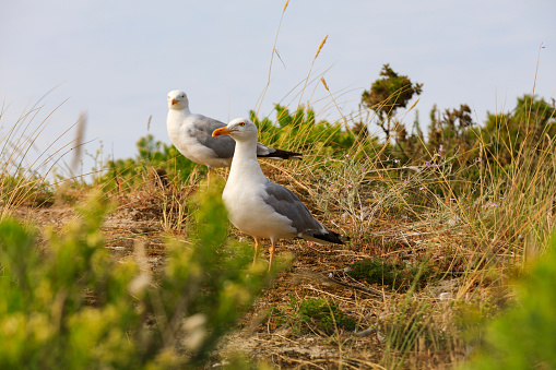 pair of European herring gulls