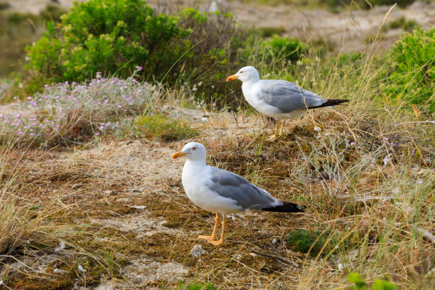 istock pair of European herring gulls 1192469276