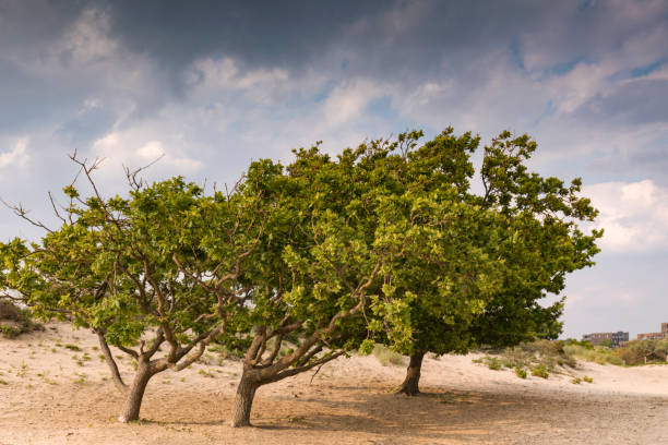 Idyllic olive tree on the island of Crete in Greece, Europe.. Silent and quiet tourism on a lonely beach.