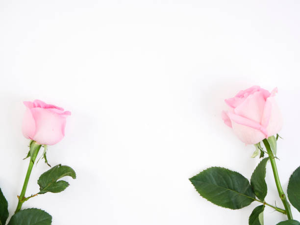 красивая две розовые розы на белом фоне. подарок на день святого валентина - 5126 стоковые фото и изображения
