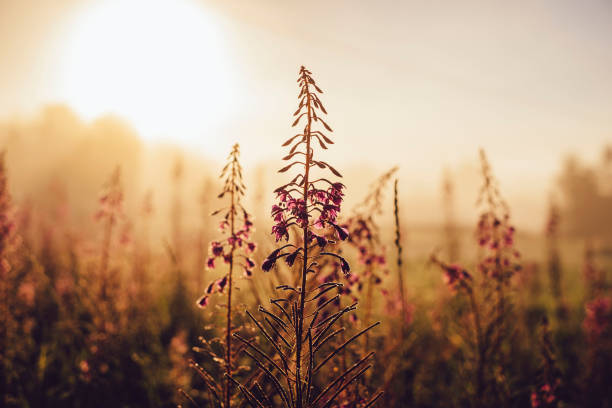 Sunrise over the meadow field