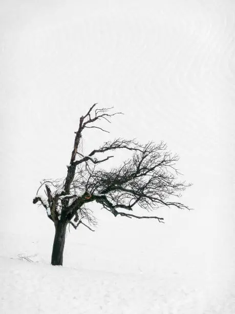 Single old tree in a solitude winter snow Landscape