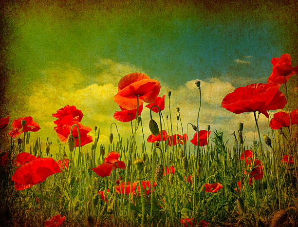 istock grunge poppies background 119247107