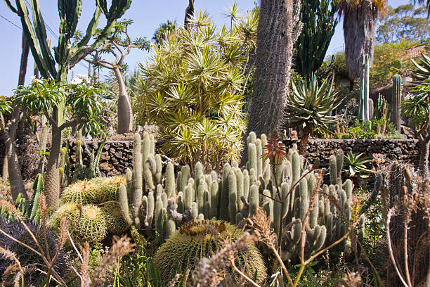 istock Cactus garden at La Palma, Spain 119247141