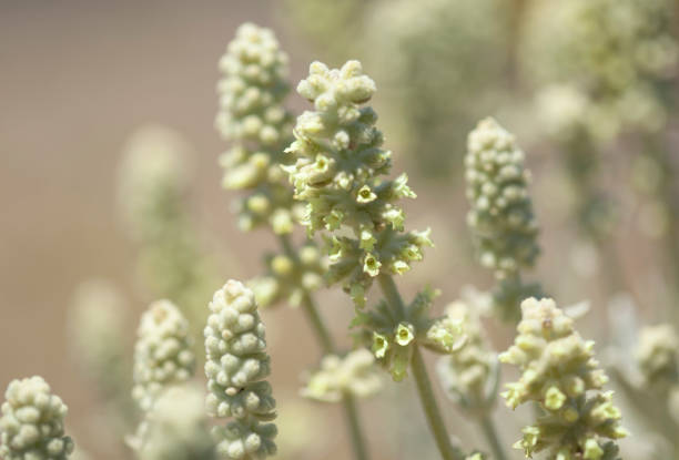 istock Flora of Gran Canaria - Sideritis dasygnaphala, mountain tea, 1192471471