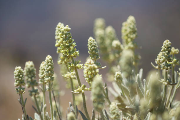 istock Flora of Gran Canaria - Sideritis dasygnaphala, mountain tea, 1192471479