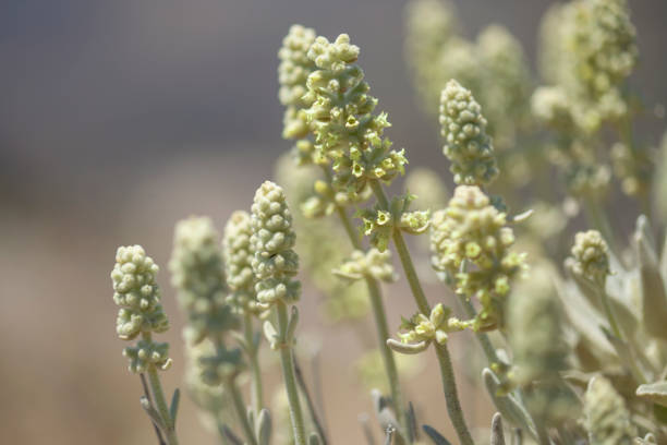 istock Flora of Gran Canaria - Sideritis dasygnaphala, mountain tea, 1192471532
