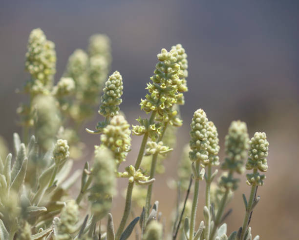 Flora of Gran Canaria - Sideritis dasygnaphala, mountain tea,