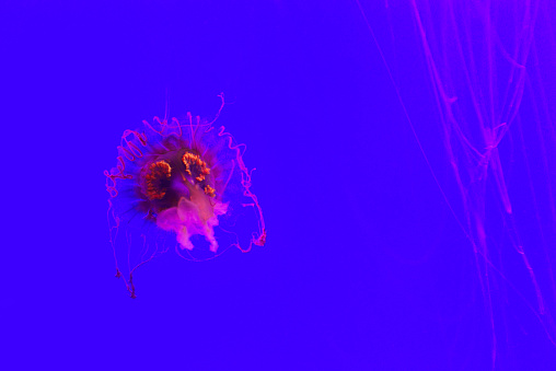 One glowing jellyfish in water.