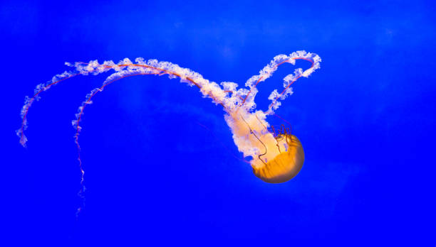 eine glühende qualle im wasser - jellyfish translucent sea glowing stock-fotos und bilder