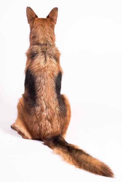 istock Portrait of a beautiful German Shepherd on a white background solid 1192472642